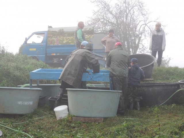 Výlov Dlouhé 2014